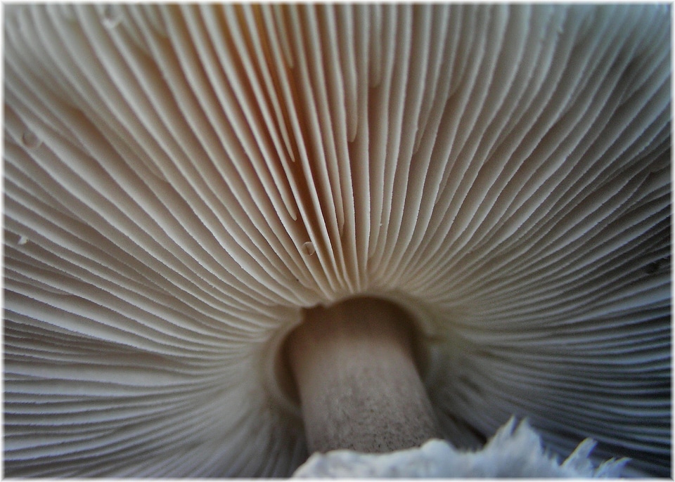 Close-Up detail flora