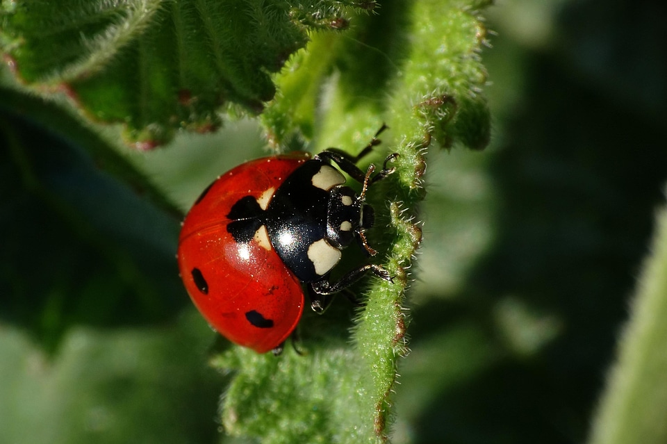 Animal arthropod beautiful photo