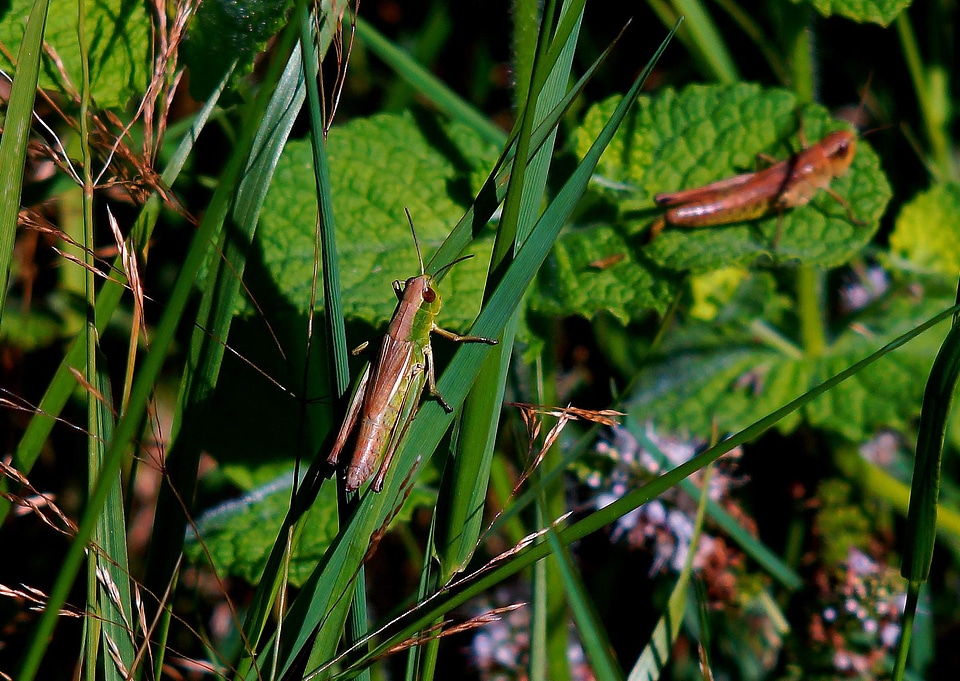 Animal arthropod bug