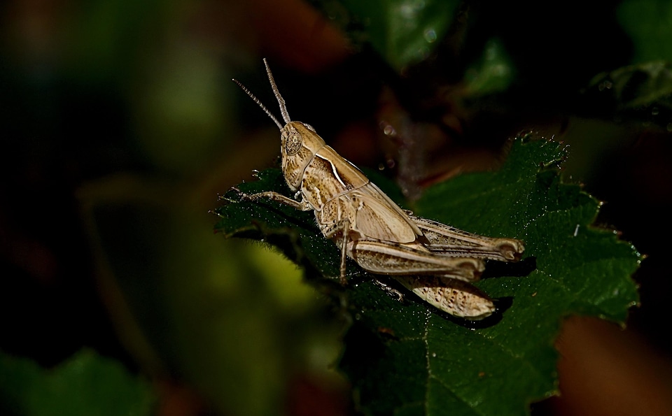 Animal arthropod biology