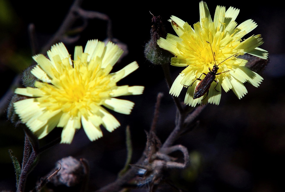 Beautiful beautiful flowers blooming
