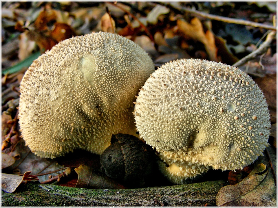 Environment flora food