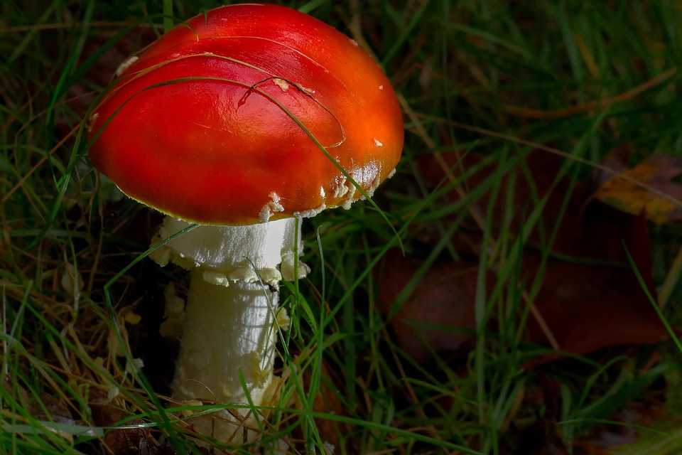 Beautiful Photo flora fungus