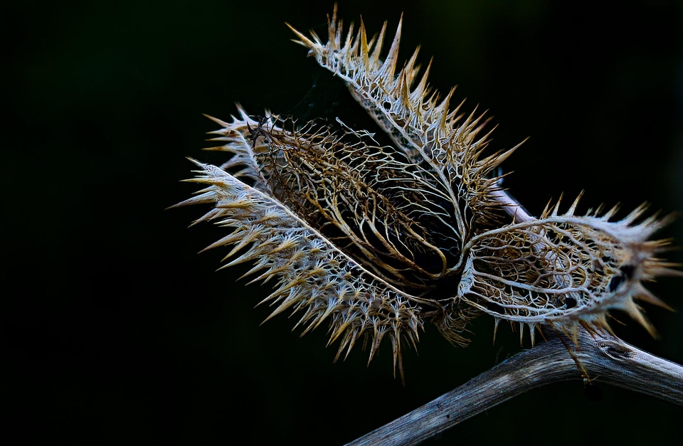 Branch dark flora