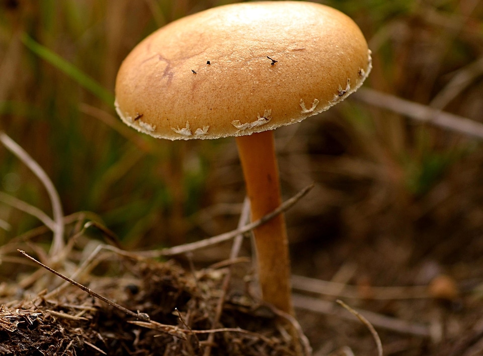 Flora fungus grass