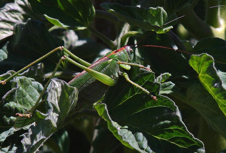Animal arthropod bug