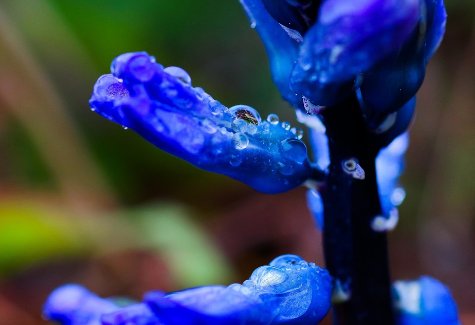 Beautiful Flowers blooming blossom