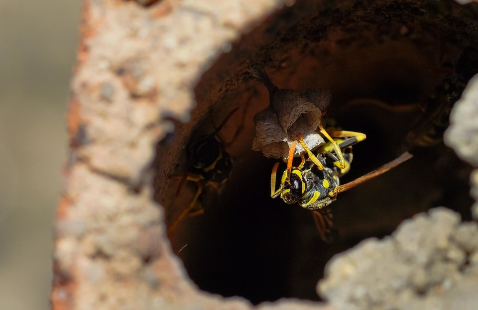 Animal arthropod bug