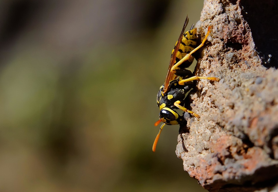 Animal arthropod biology