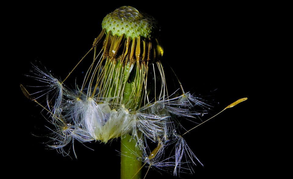 Beautiful Flowers biology blooming