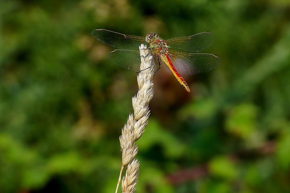 Animal arthropod beautiful photo photo