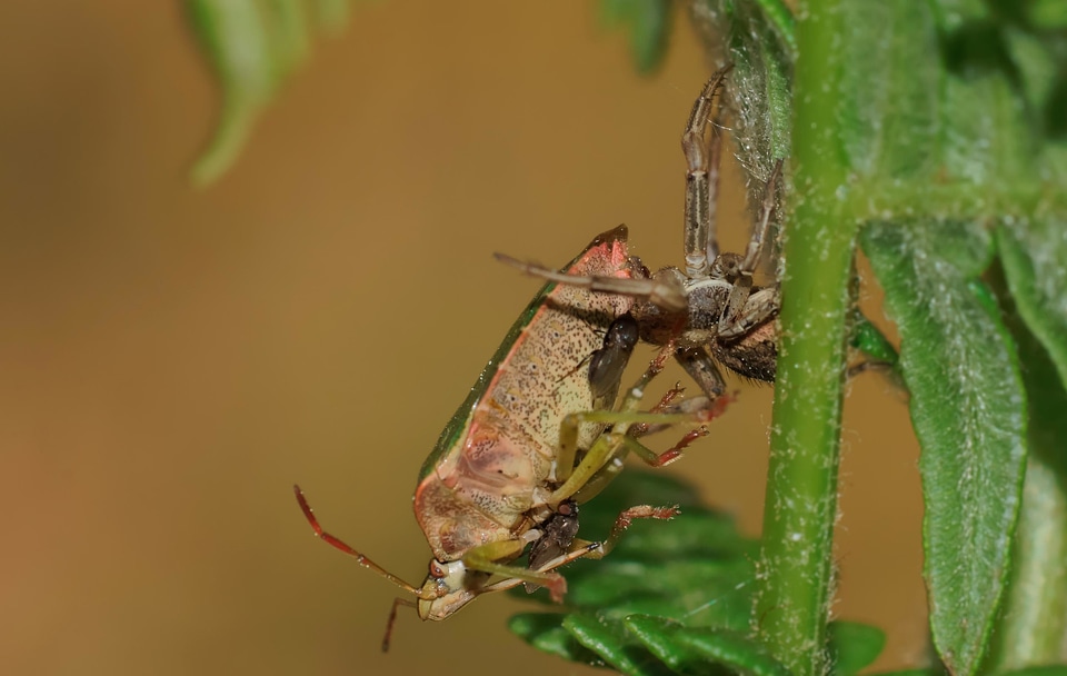 Animal arthropod beetle