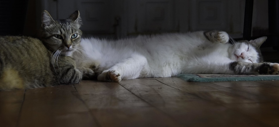 Animal cat claw