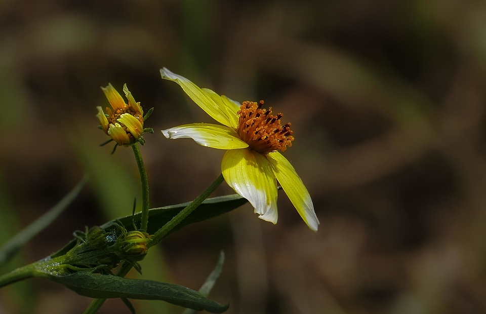 Animal beautiful flowers beautiful image
