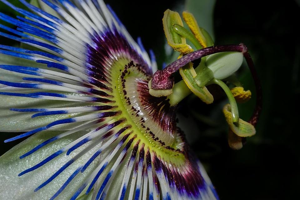 Beautiful beautiful flowers blooming