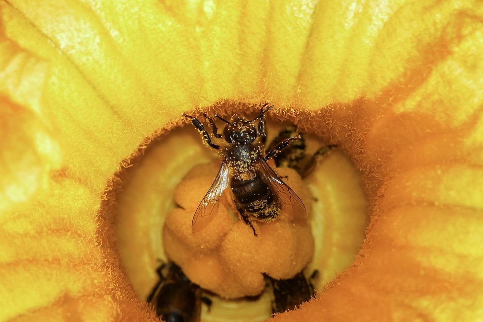Animal arthropod beautiful flowers