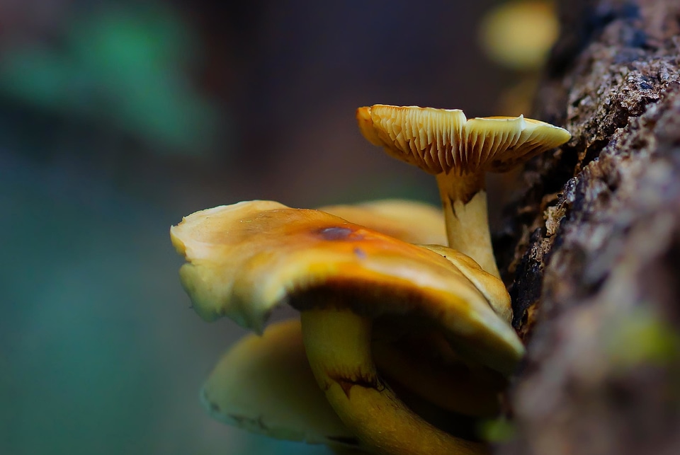 Biology delicious flora