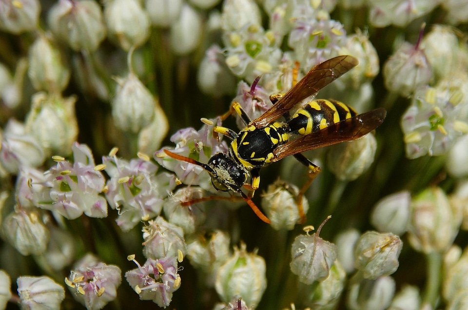 Animal arthropod beautiful flowers