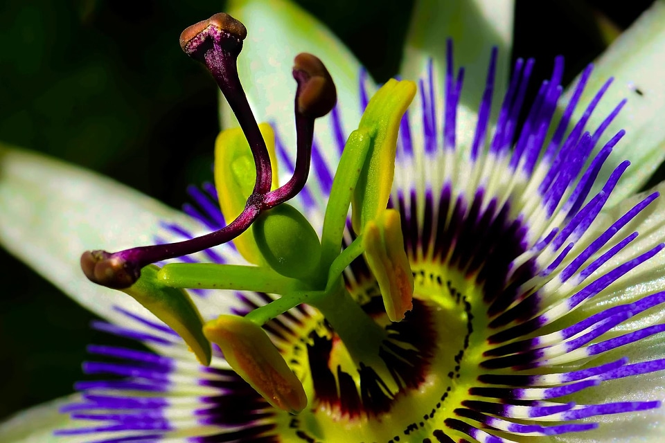 Beautiful beautiful flowers blooming