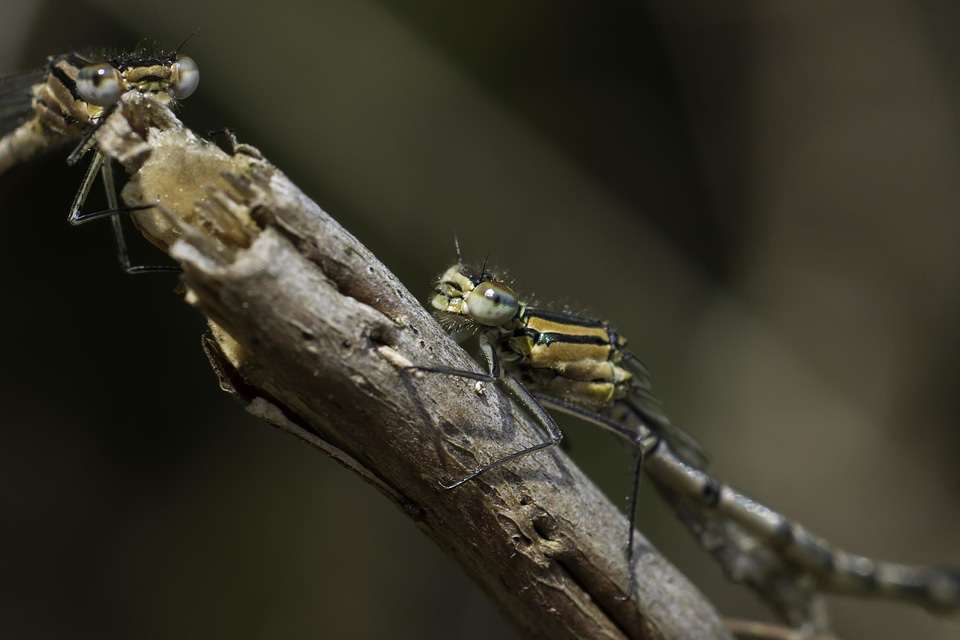 Animal arthropod biology