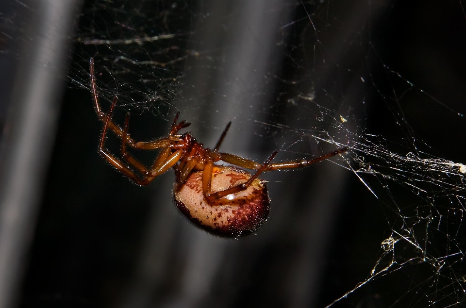 Animal arthropod bug