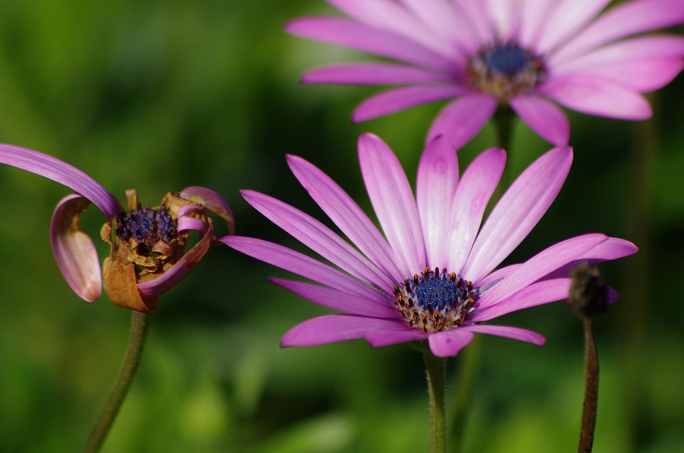 Beautiful beautiful flowers bloom