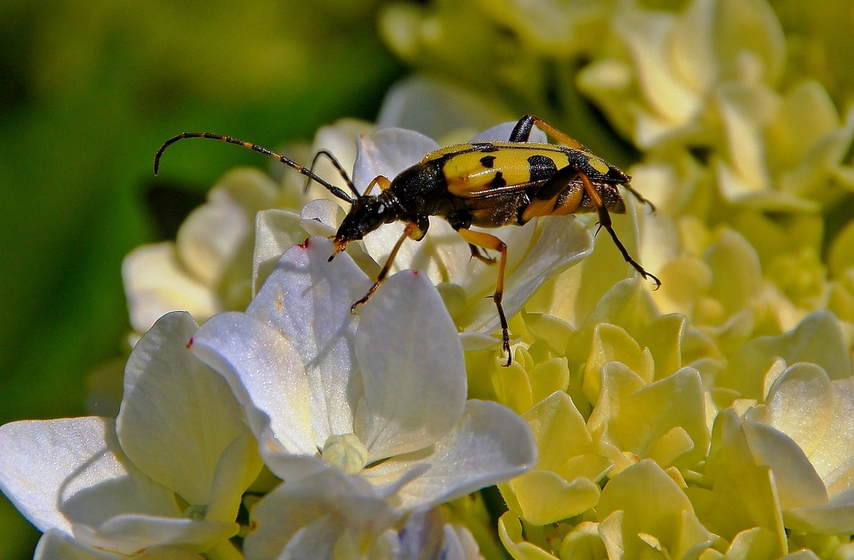 Animal arthropod beautiful