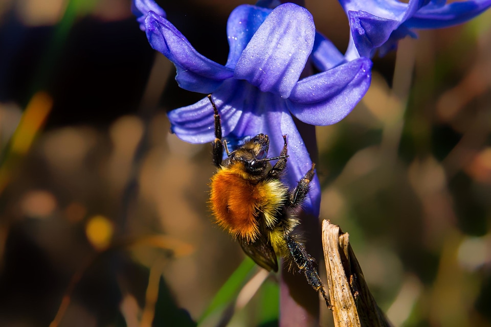 Animal arthropod beautiful flowers