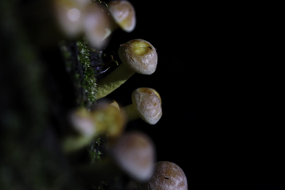 Dark detail flora