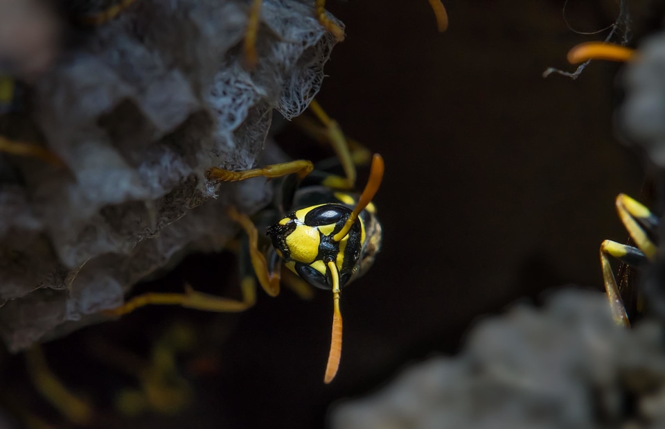 Animal arthropod bug
