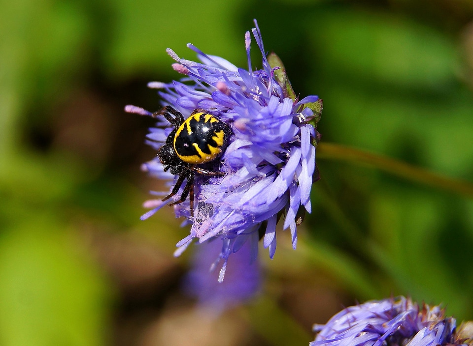 Animal arthropod beautiful flowers