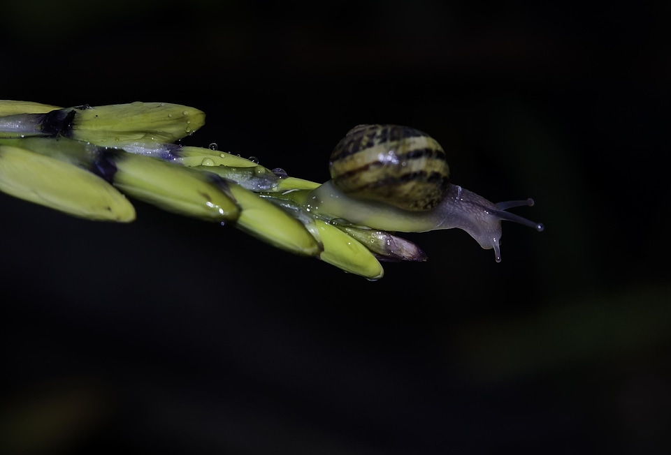Animal arthropod bug