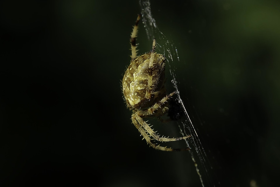 Animal arthropod bug