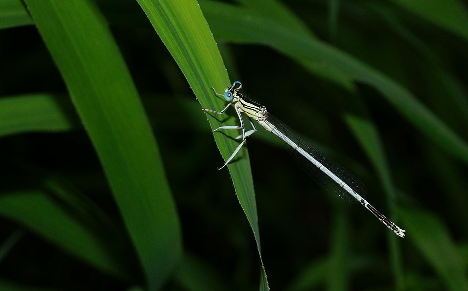 Animal arthropod bug