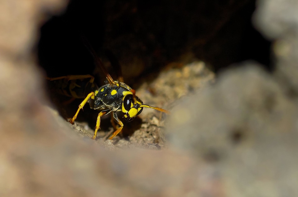 Animal arthropod biology