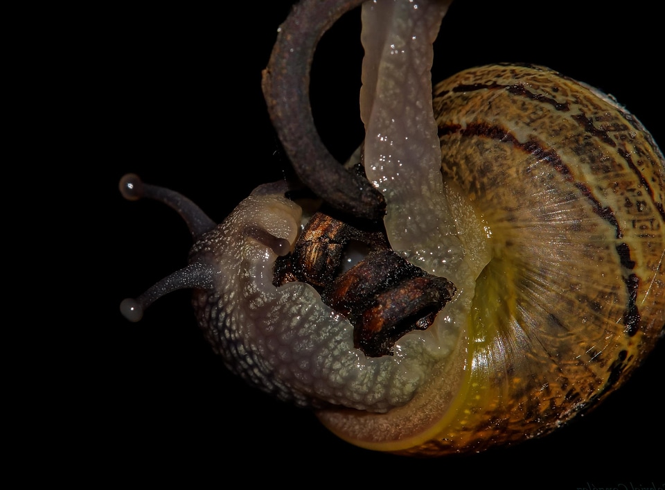 Animal biology detail