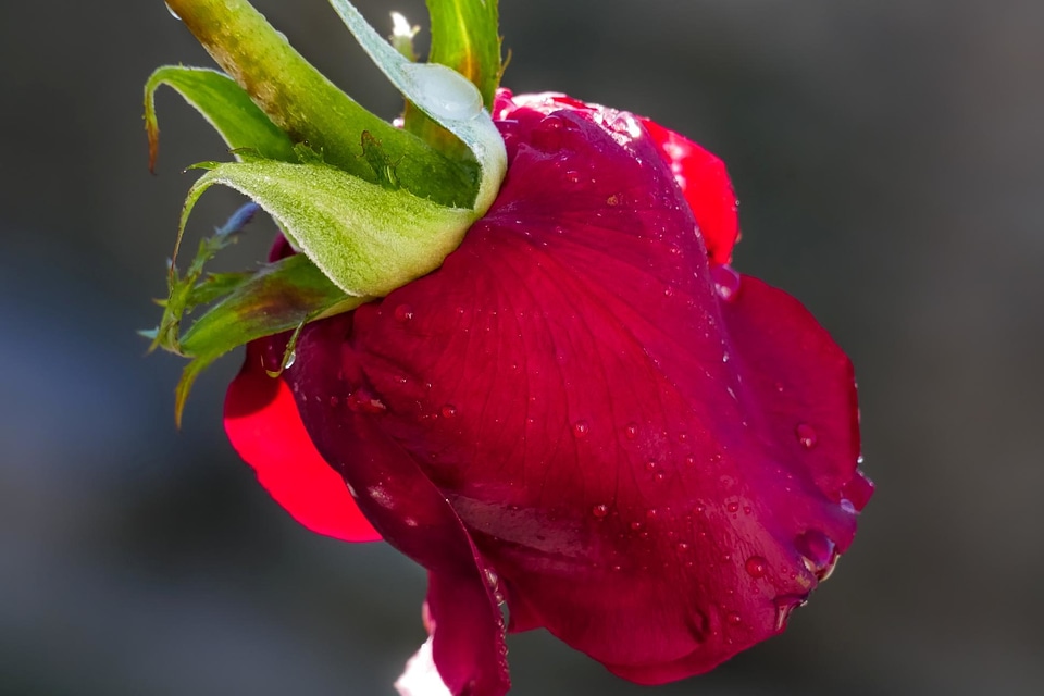Beautiful beautiful flowers bloom