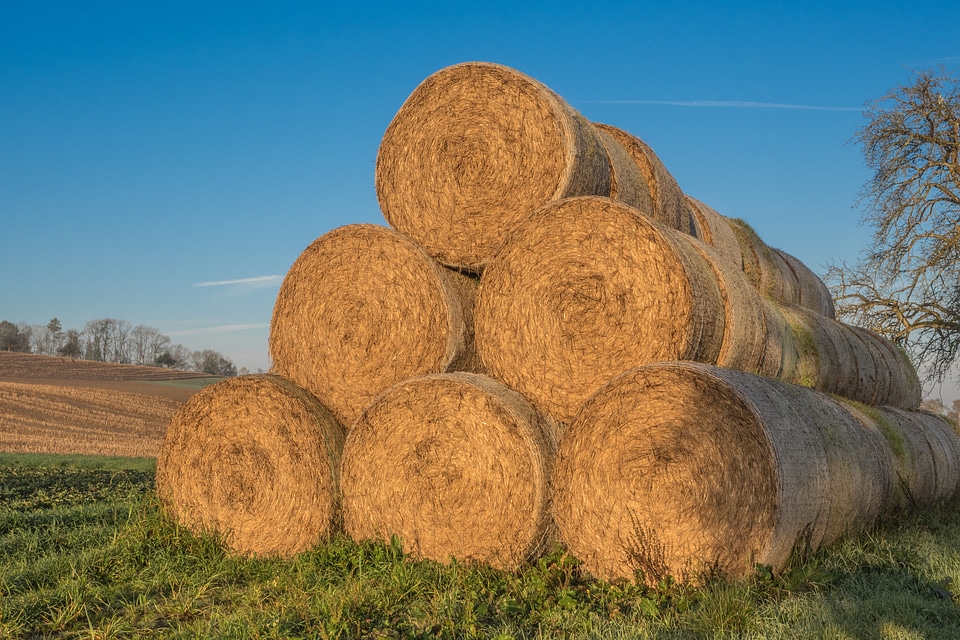 Agriculture bale cattle feed