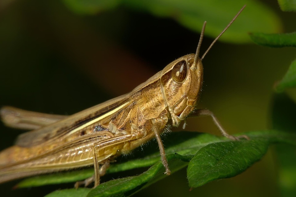 Animal arthropod beautiful photo