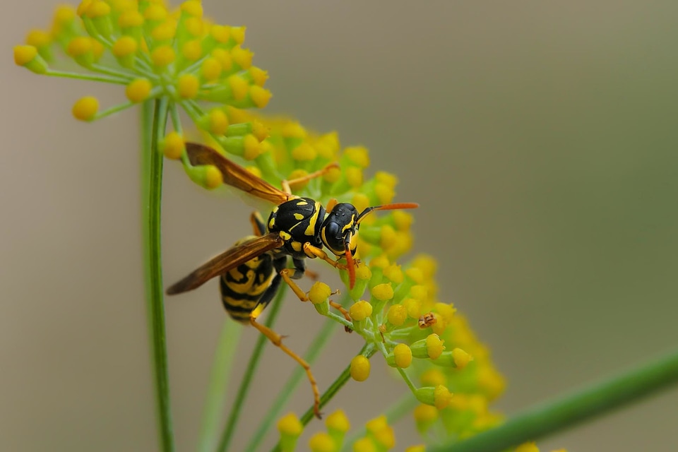 Animal arthropod beautiful flowers