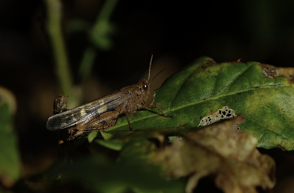 Animal arthropod bug