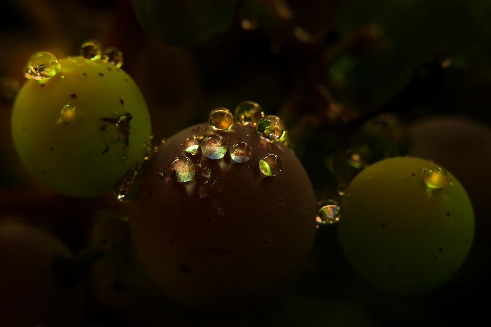 Condensation dawn dew