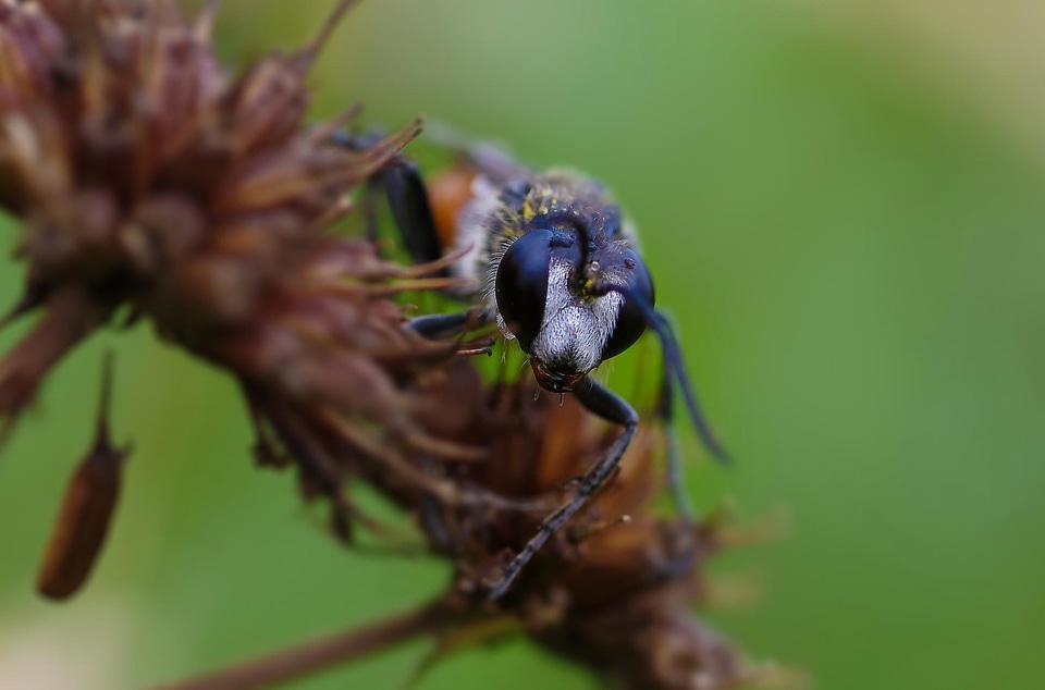 Animal arthropod bee