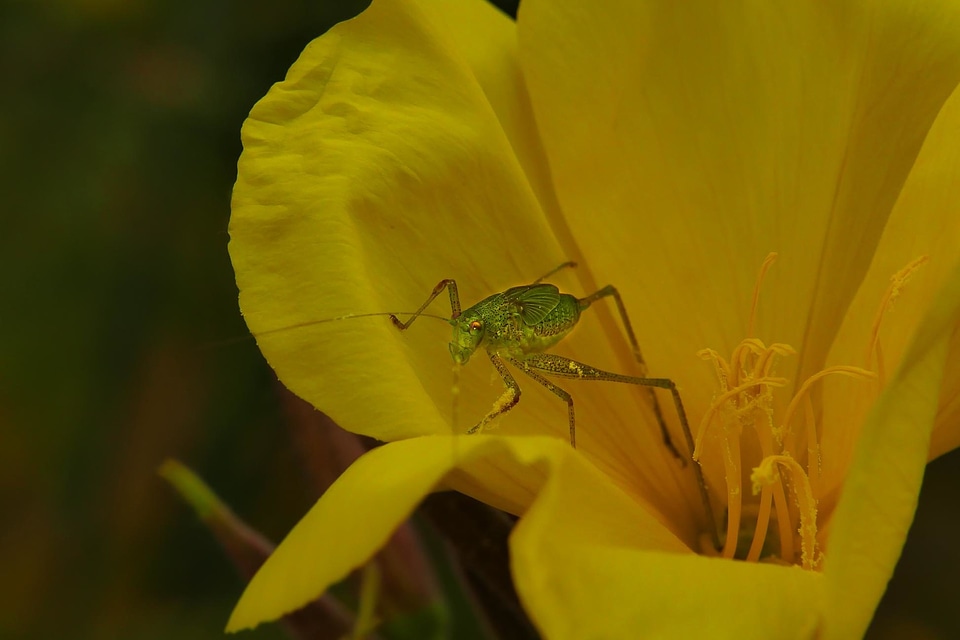 Animal arthropod beautiful flowers