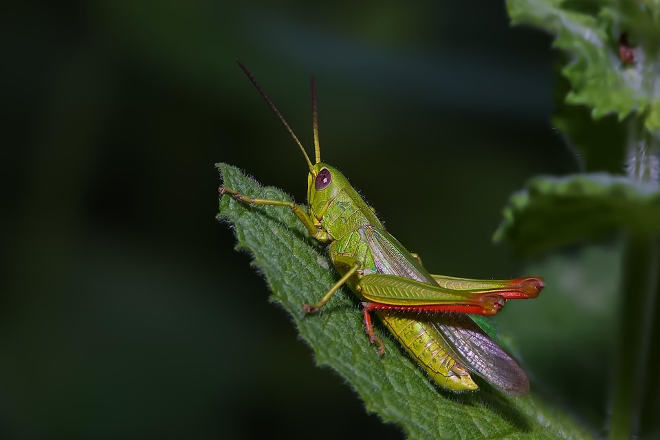 Animal arthropod beautiful image
