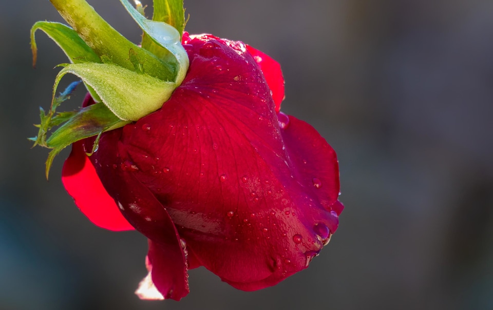 Beautiful beautiful flowers beautiful photo