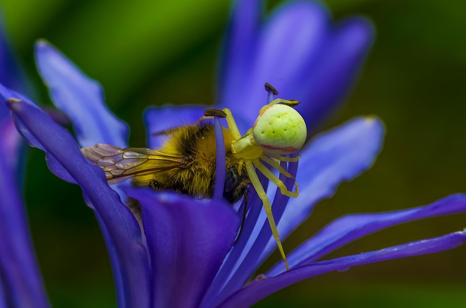 Animal arthropod beautiful flowers