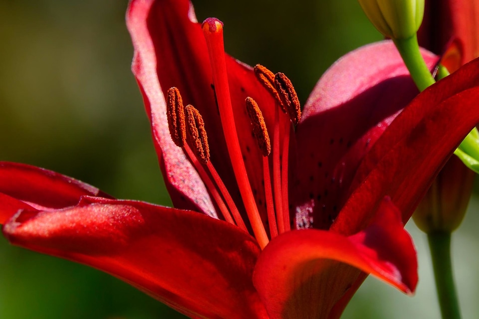 Beautiful Flowers beautiful photo bloom