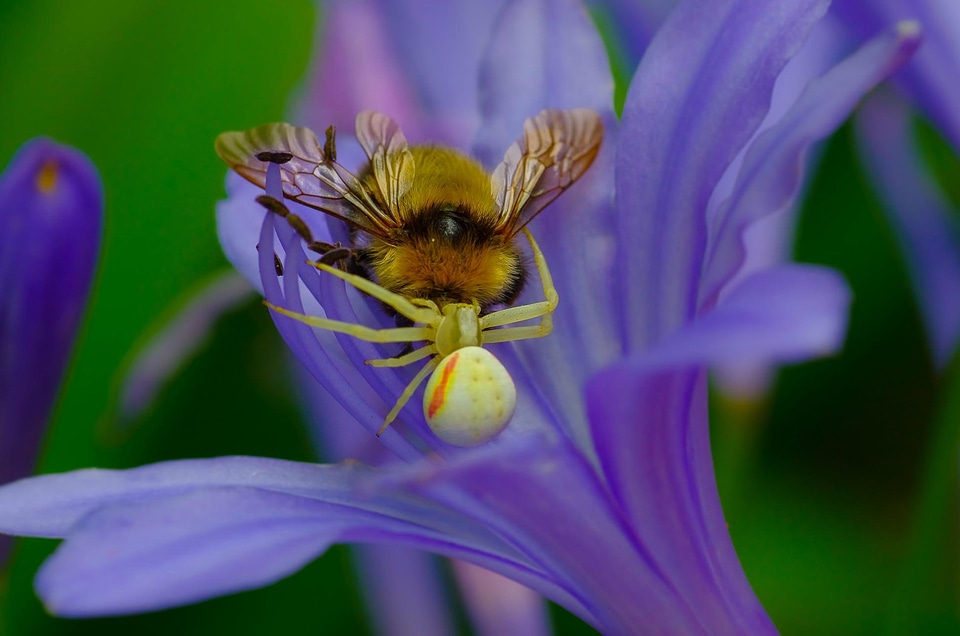 Animal arthropod beautiful flowers