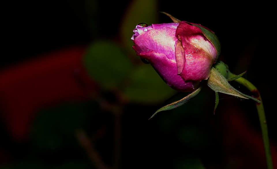 Beautiful Flowers beautiful photo blooming